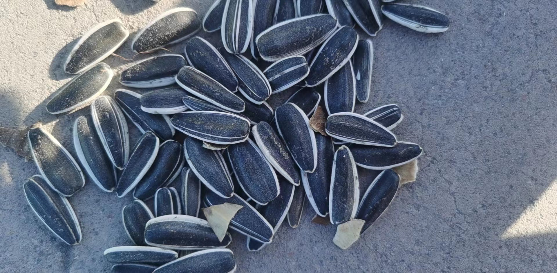 Tongqing No. 5 and Tongqing No. 6 sunflower seeds