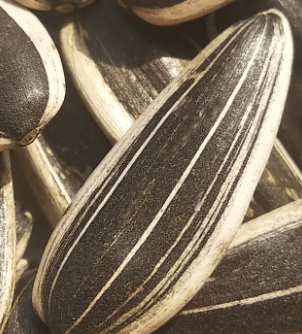 Unsalted Sunflower Seeds In Shell Jumbo Sunflower Seeds, Keto Friendly Sun Flowers Seed