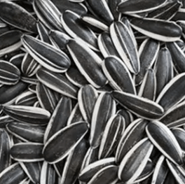 Pour Dry Roasted Sunflower Seeds