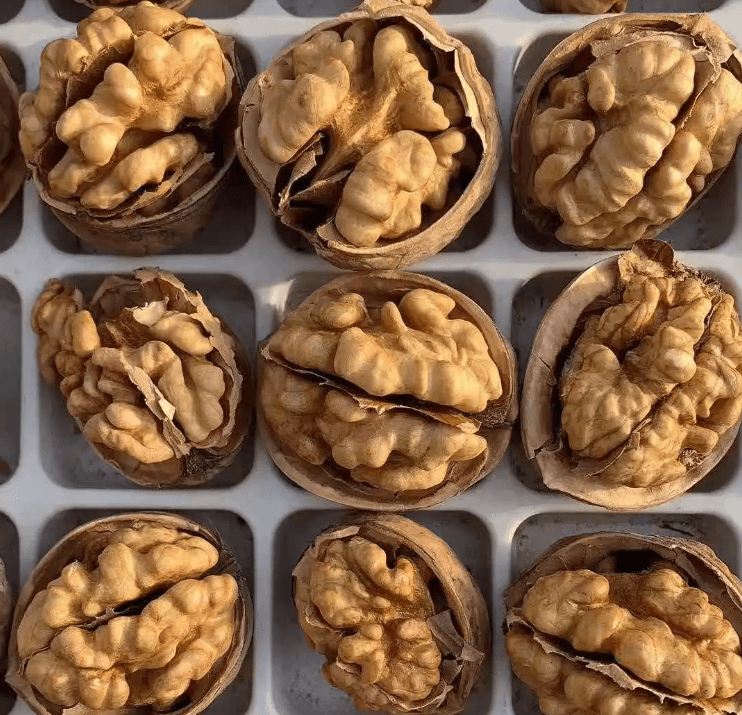 Walnuts In Shell Raw Walnuts Fresh and Easy to Crack Excellent TastePacked in Resealable Bag