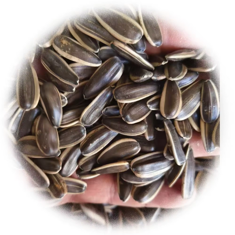 Bodrum Roasted Salted Black Sunflower Seeds | High Rich and Nutty Flavour | Salted Seeds | Delicious and Satisfying Snacks
