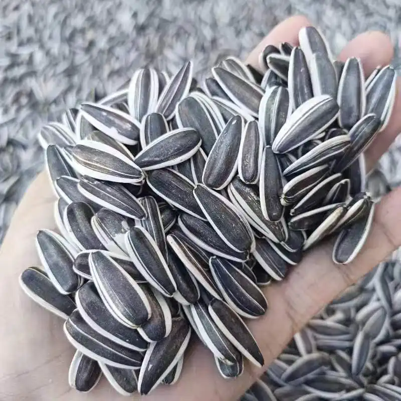 New Crop Sunflower Seeds for Wholesale from Chinese T5 210-220 High Grade Raw 20/25kg Pp Woven Bag Packaging Sun Dried Sets