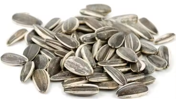 Best price 363/361/601 type natural color sunflower seeds hot sale from China Inner Mongolia Li Niu Niu Food