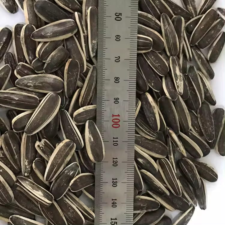 Best price 363/361/601 type natural color sunflower seeds hot sale from China Inner Mongolia Li Niu Niu Food