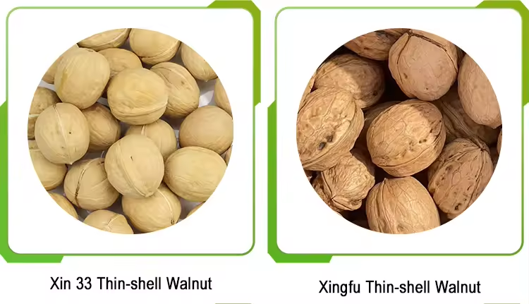 Walnut Kernels Dried Walnuts in Bulk 100% Natural Eat Ready-to-eat Products