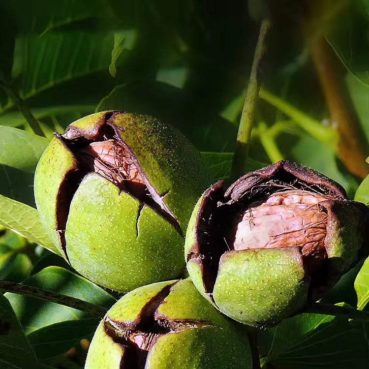 OEM ODM China Li Niu Niu Food Factory wholesale Raw Top Grade walnuts High quality and low price