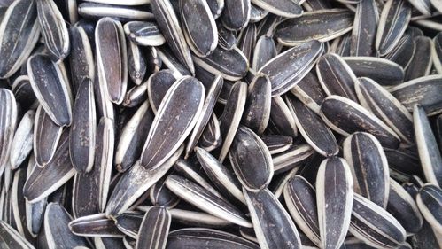 Premium Quality Top Size And Grade Sunflower Seeds From China Striped Sunflower Seeds 361