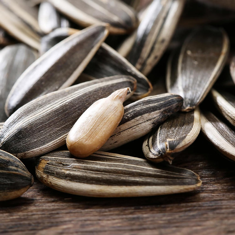 Sunflower seeds in shell Sunflower Seeds 5009 Dried raw sunflower seed kernels for sale