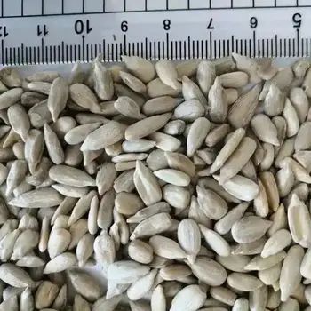 China Li Niu Niu Food Factory Wholesale Chinese Non GMO High Quality Good Price Organic Raw 361 Sunflower Seeds kernels