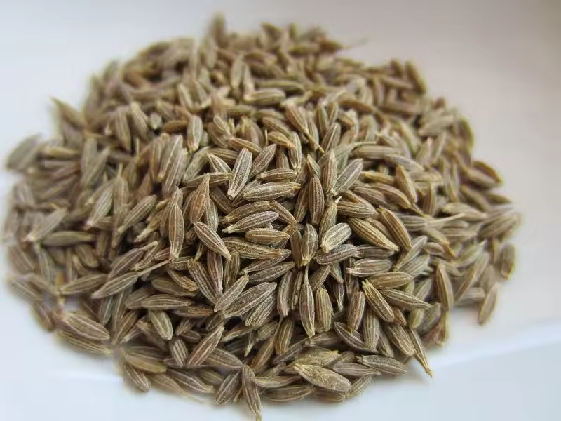 Wholesale Single spices and herbs raw cumin food seasoning condiment rich fragrance dried cumin seed