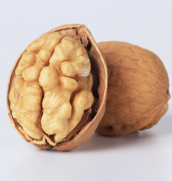 Walnut Chinan Manufacturer Xin2 WALNUTS In SHELL Best Price Delicious Light Brown Top Grade - Lnnuts