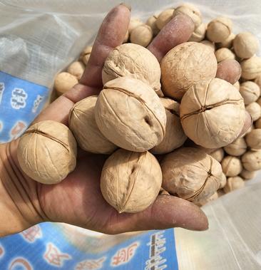 185 skin shell walnut
