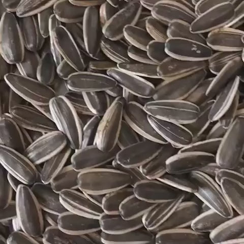  Pour Dry Roasted Sunflower Seeds