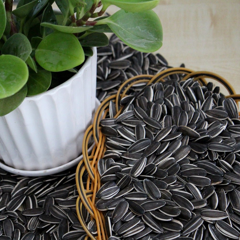 Best price 363/361/601 ect. type natural color sunflower seeds hot sale from China - Lnnuts