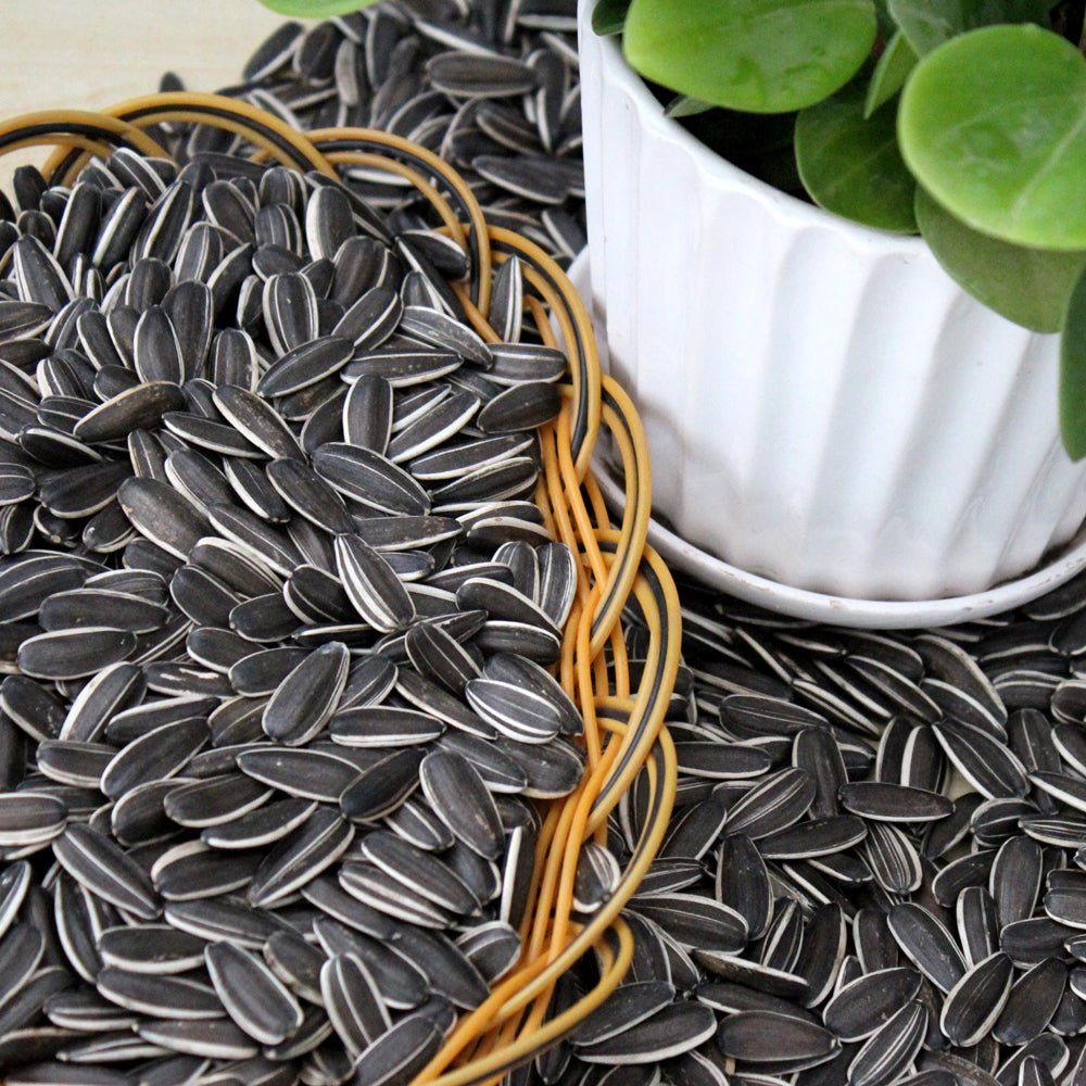 Best price 363/361/601 ect. type natural color sunflower seeds hot sale from China - Lnnuts