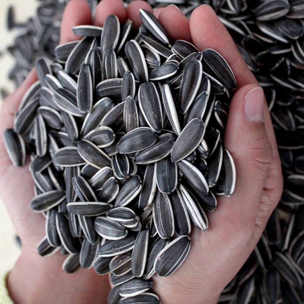 Best price 363/361/601 ect. type natural color sunflower seeds hot sale from China - Lnnuts