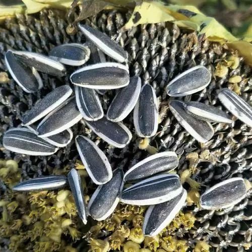 Human Consumption Sunflower Seeds Black Sunflower Kernel 361/601/3638/