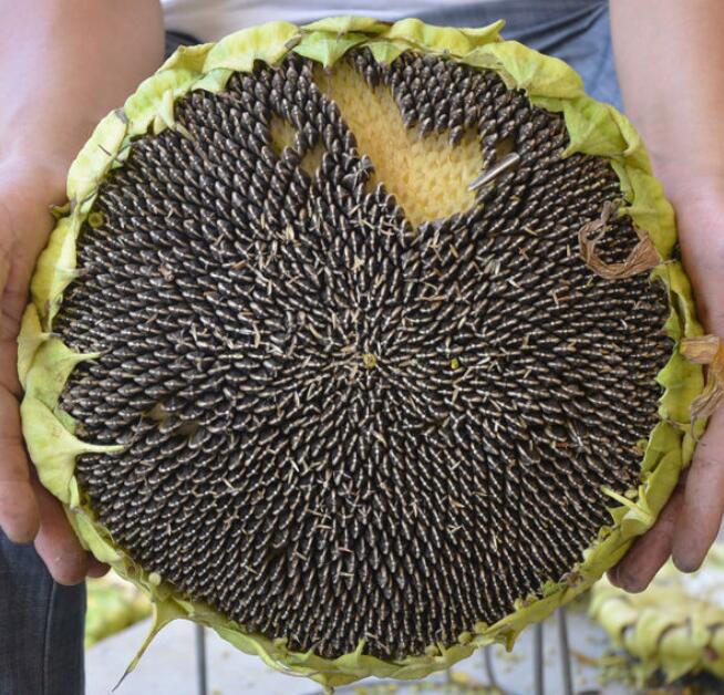 Premium Quality Top Size And Grade Sunflower Seeds From China Striped Sunflower Seeds 361 - Lnnuts