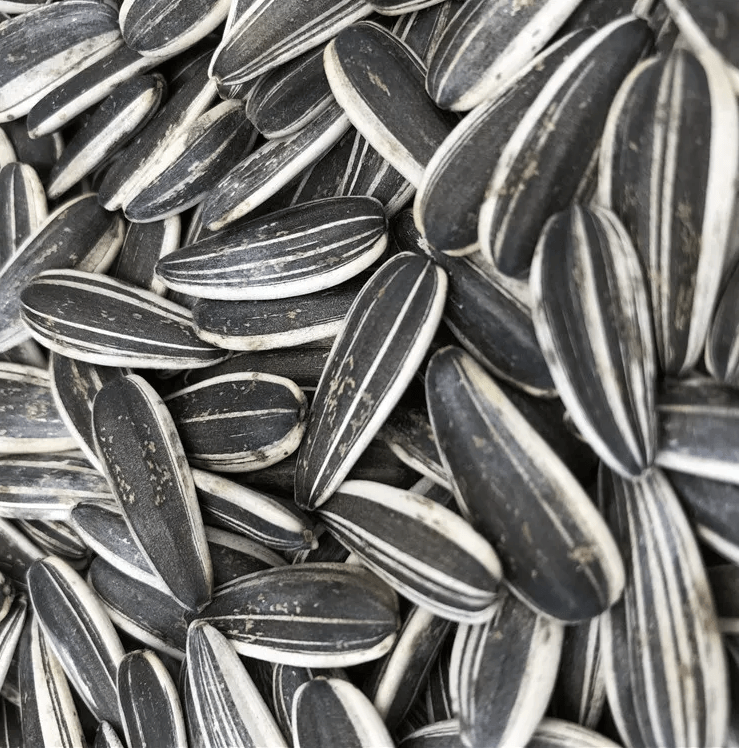 Wholesale Chinese Non GMO High Quality Good Price Roasted Sunflower Kernels Seeds - Lnnuts